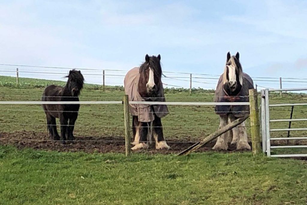 Small bay pony standing with two larger cobs