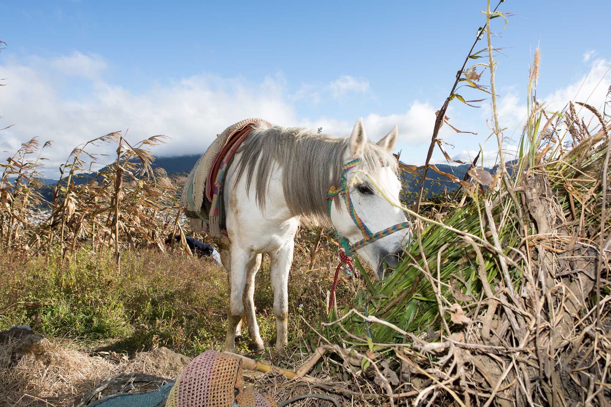 Equine charities host New York Climate Week event