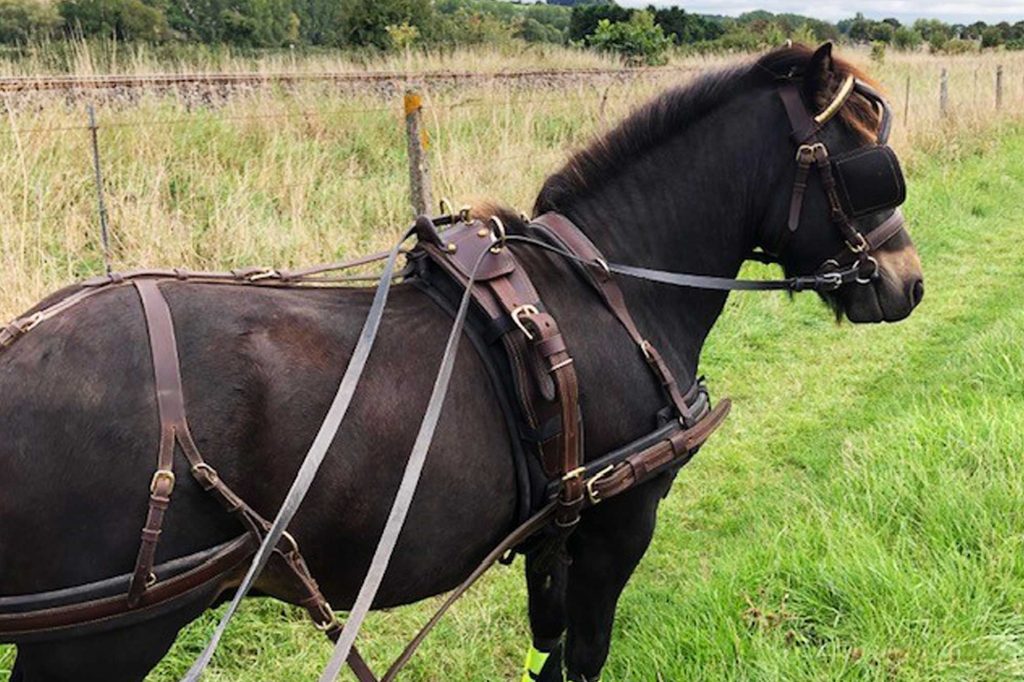 Bay pony wearing driving harness