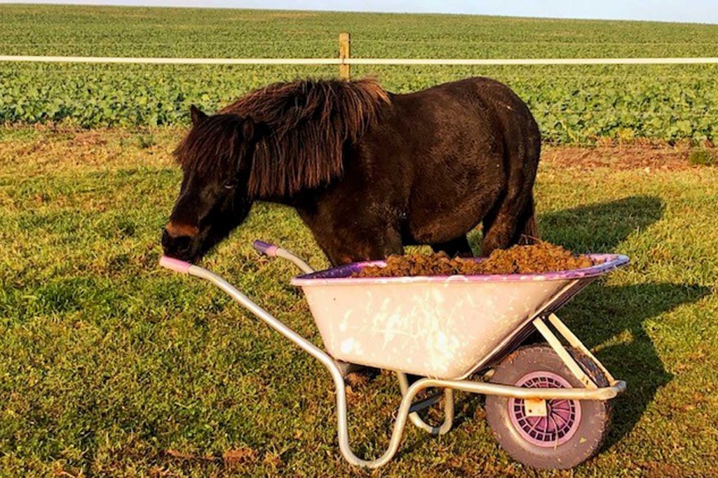 Small bay pony sniffing wheelbarrow
