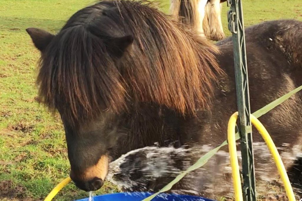 Bay pony playing with hose