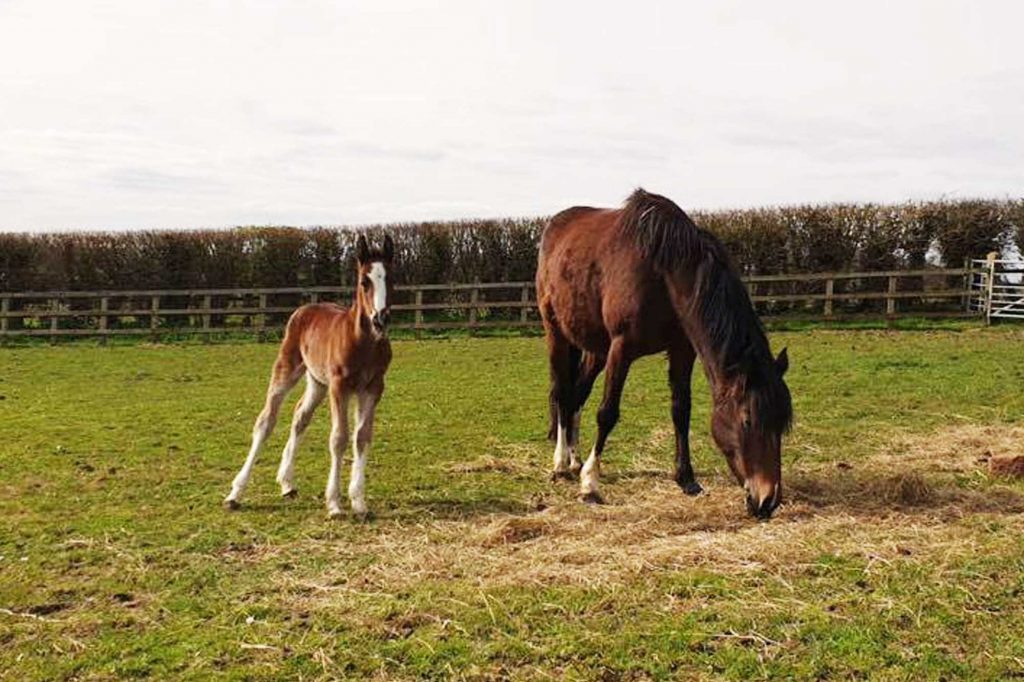 Bay pony with young foal in paddock