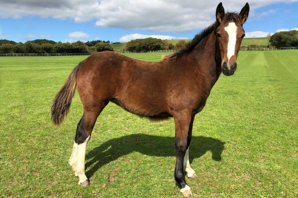 Bay foal with white stripe standing in grassy paddock