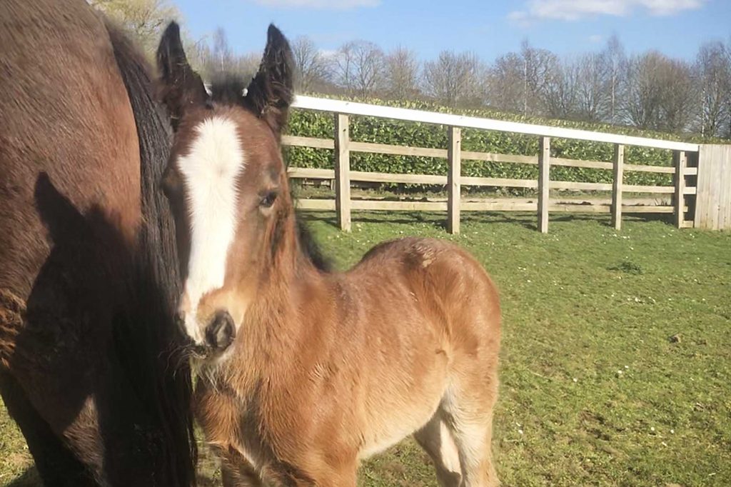 Young bay foal with white blaze