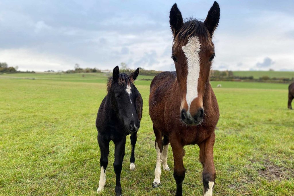 Two foals in a grassy paddock