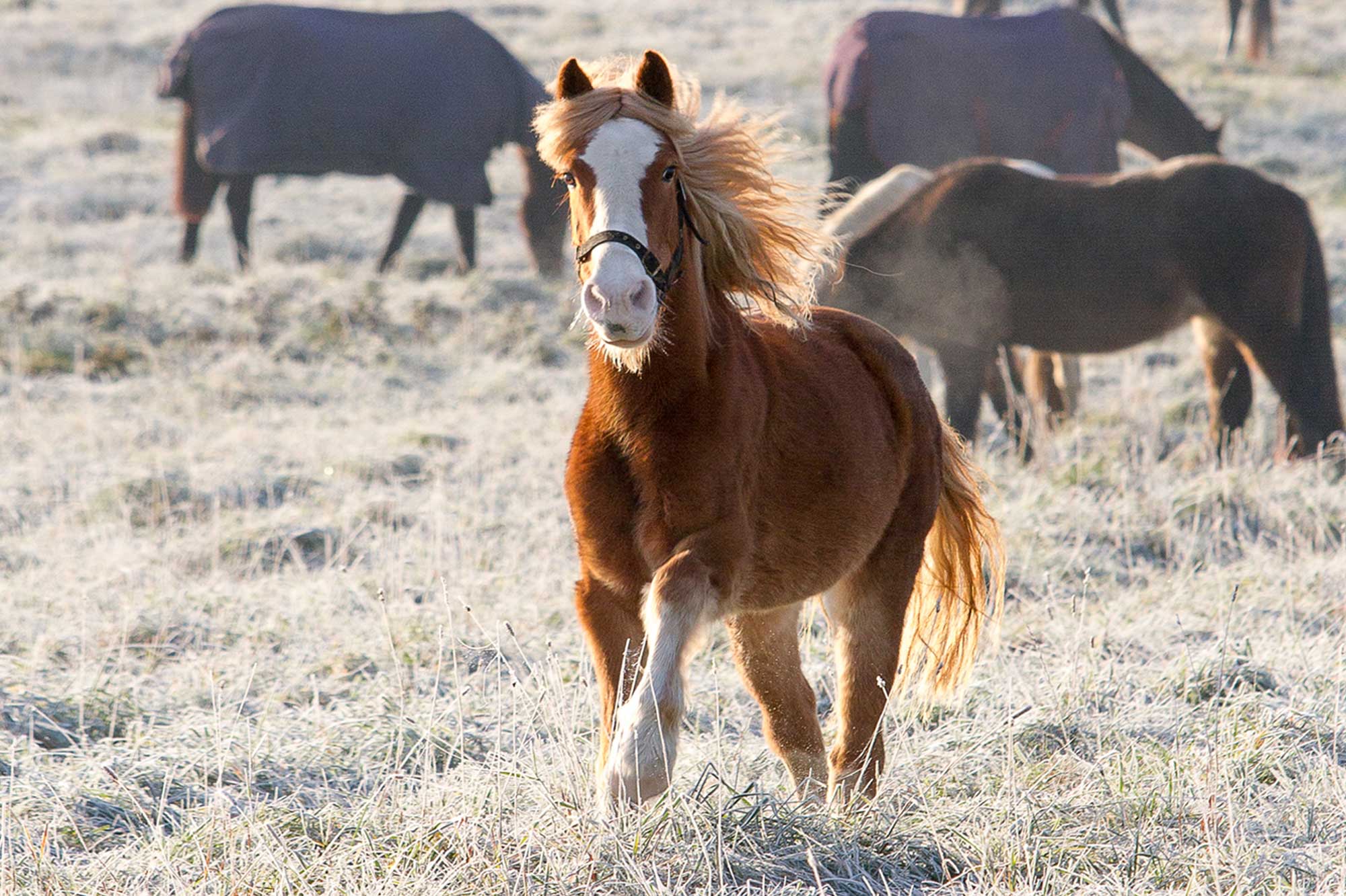 Last week to shop for Christmas gifts that help horses!