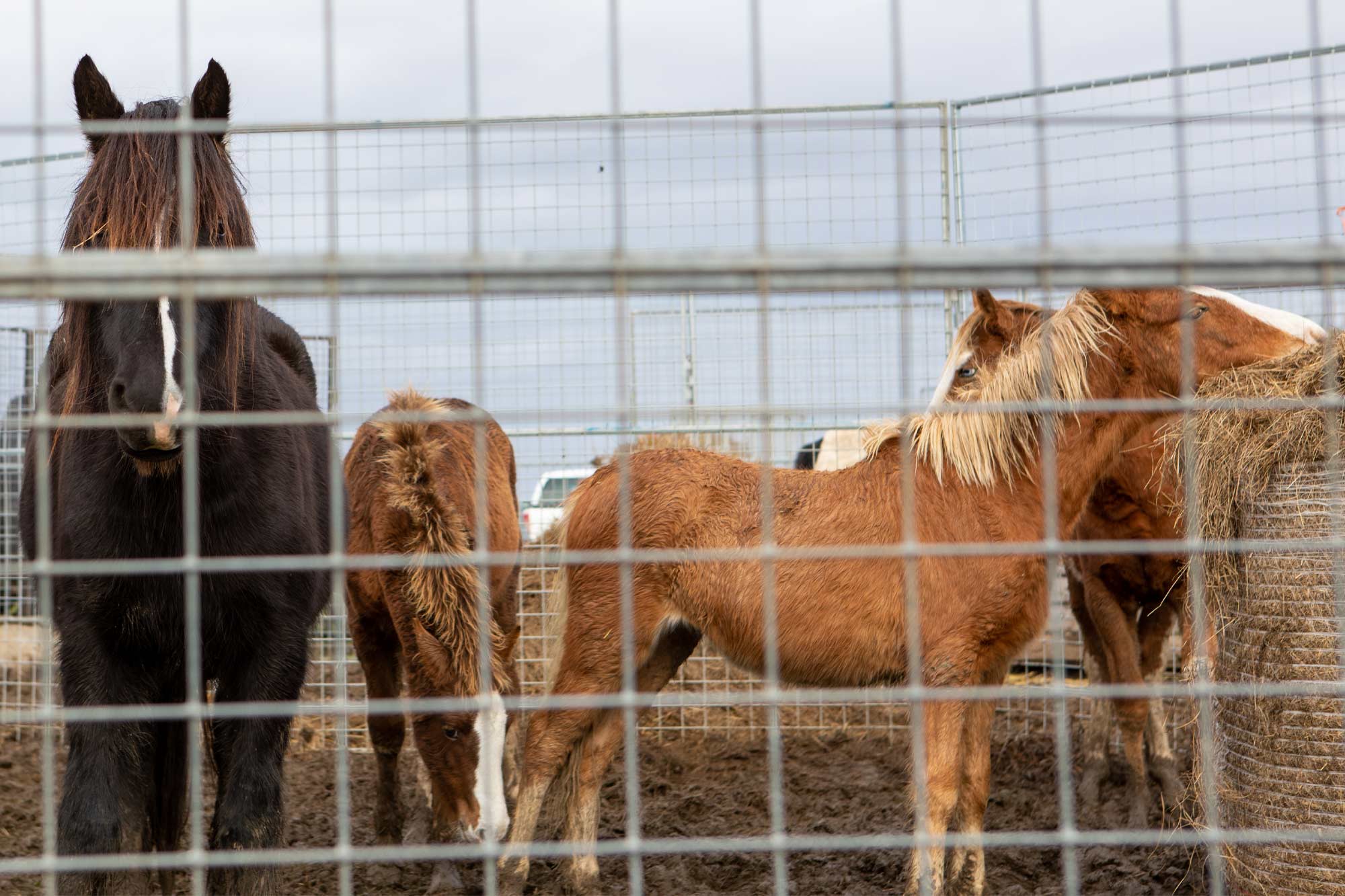 Welfare charities ask for public support to prevent horse welfare catastrophe and recommend solutions to fix ‘broken system’