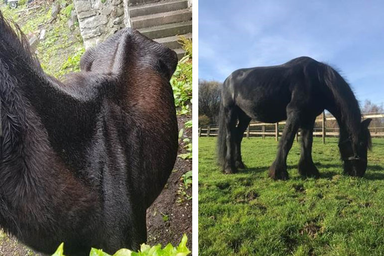 An emaciated horse before and after rehabilitation