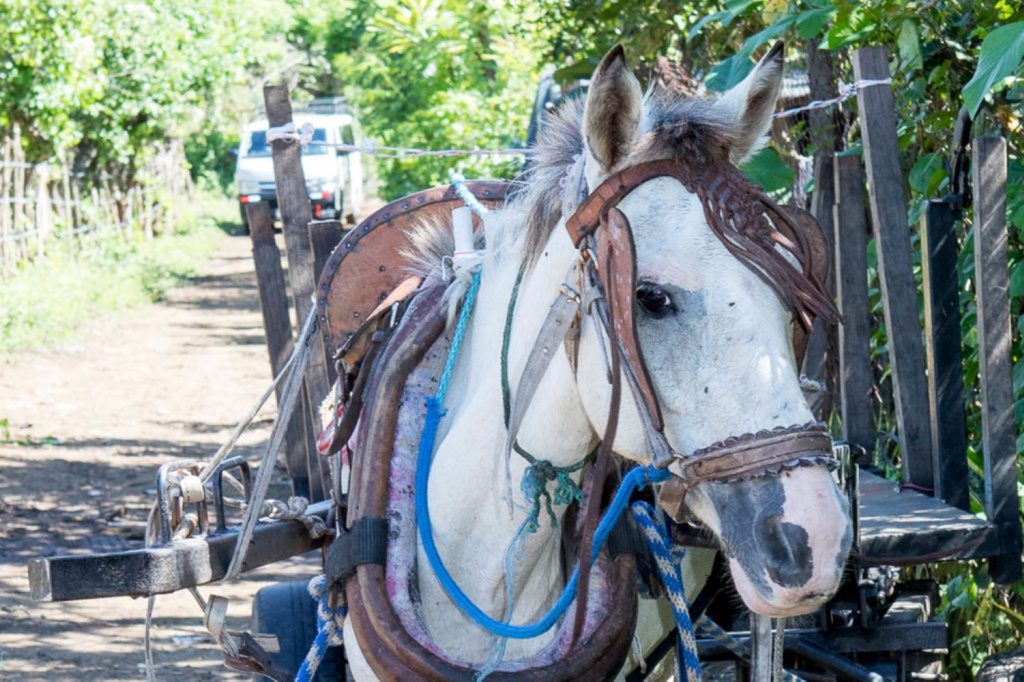 Grey working horse harnessed to a cart in a tree lined lane