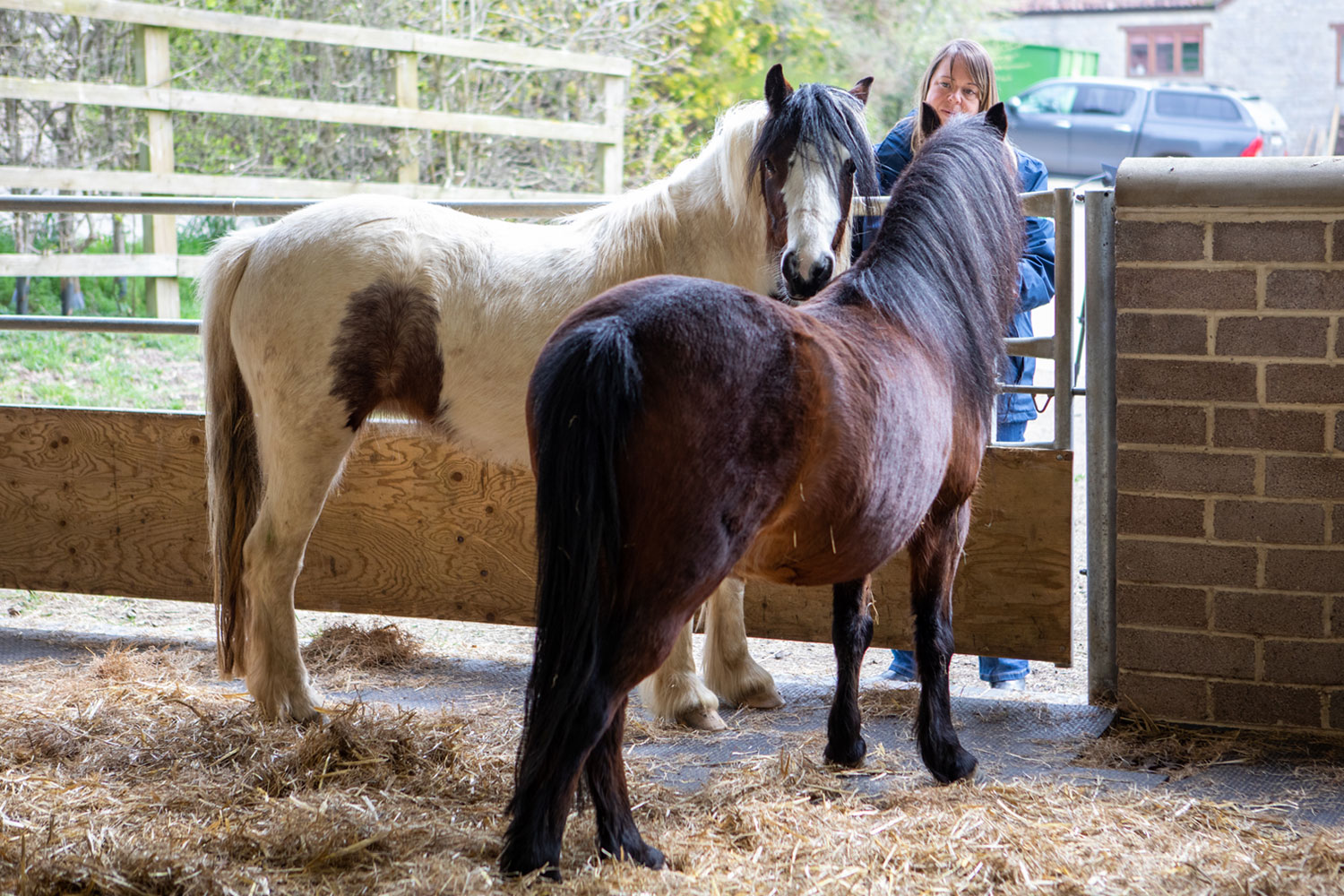 Ponies rescued from shocking conditions