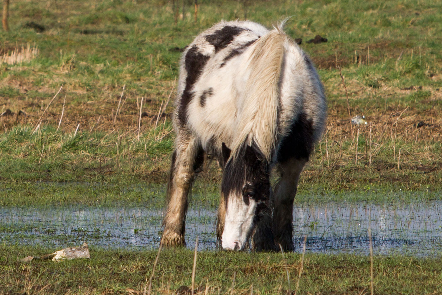 Should I intervene if I’m worried about a horse?