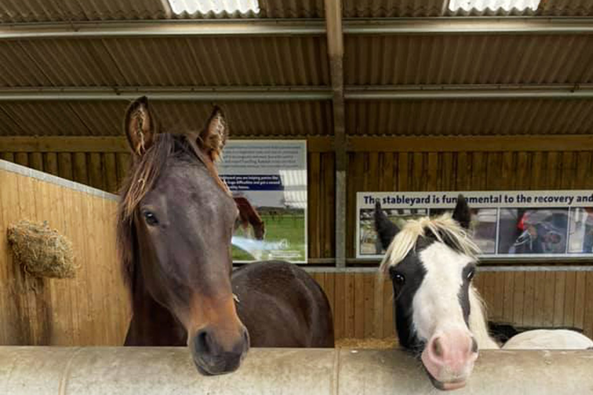 Stableyard Sponsor a Stableyard - World Horse Welfare