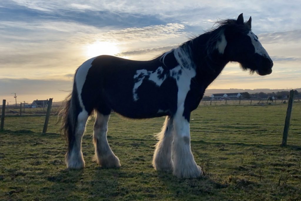 Piebald horse silhouetted against sunset