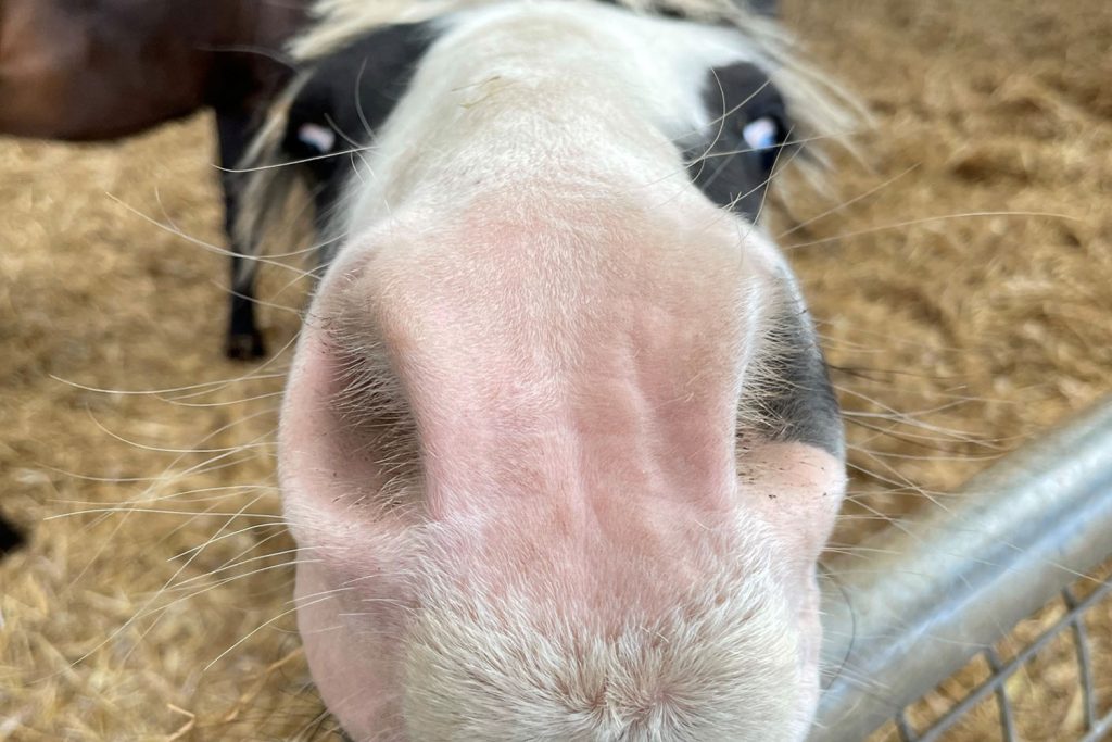 Piebald pony looking right into camera