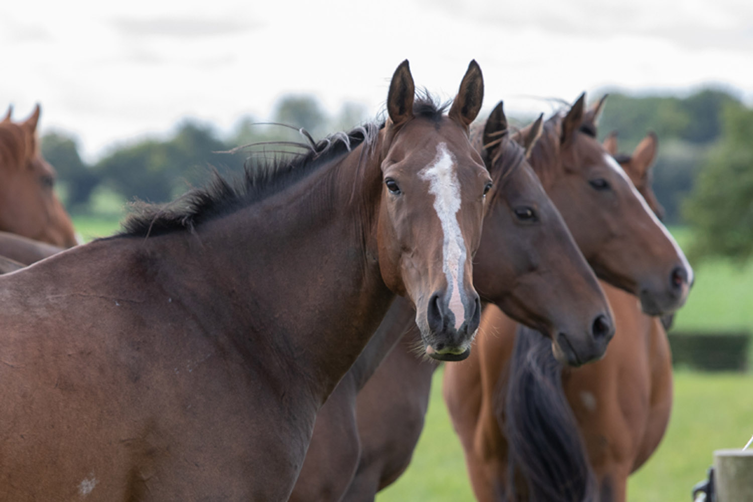 Visit Hall Farm