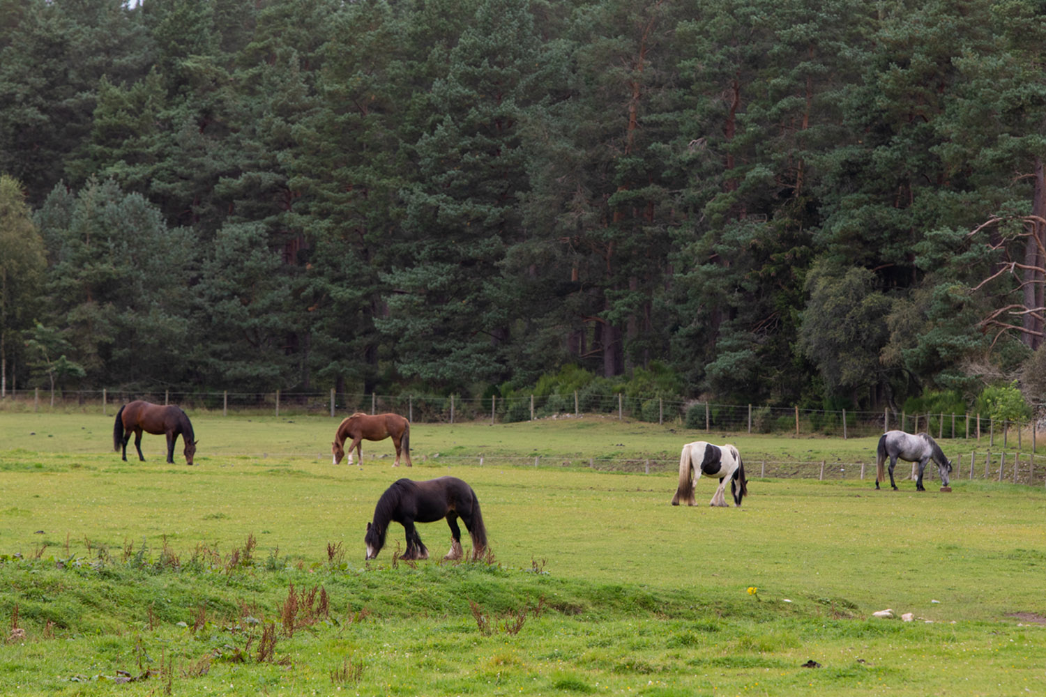 Visit Belwade Farm