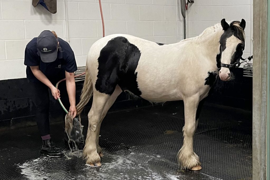 World Horse Welfare groom bathing piebald pony