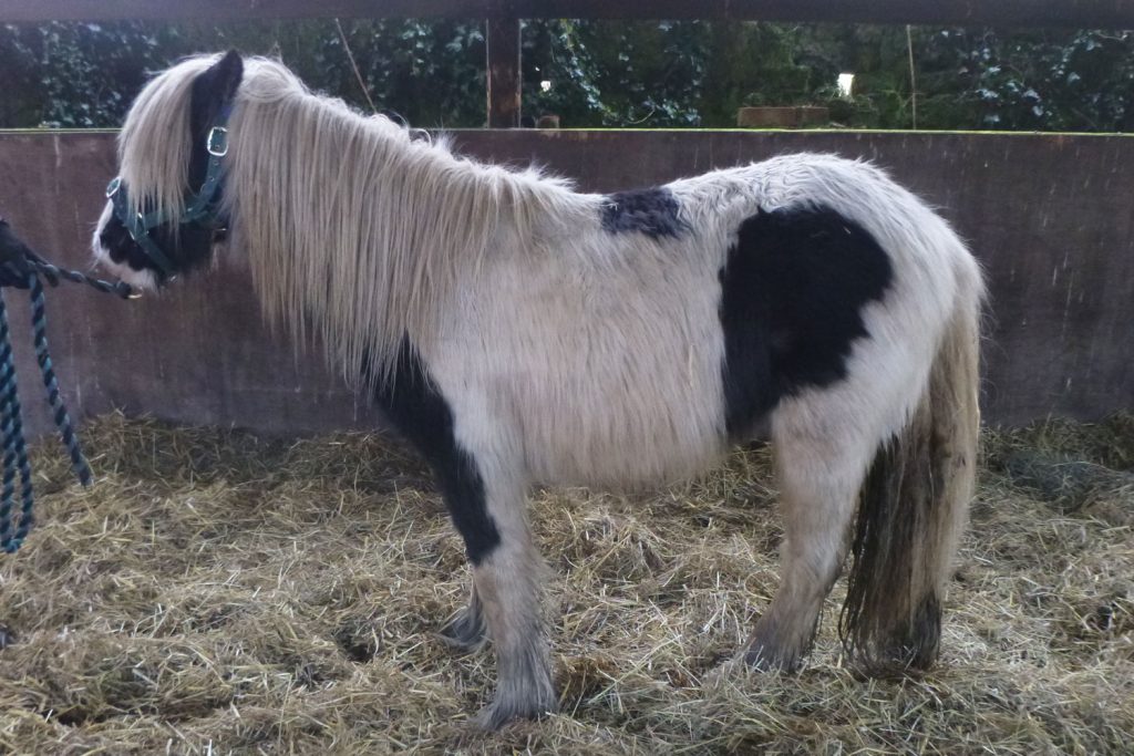 Underweight piebald pony with long winter coat