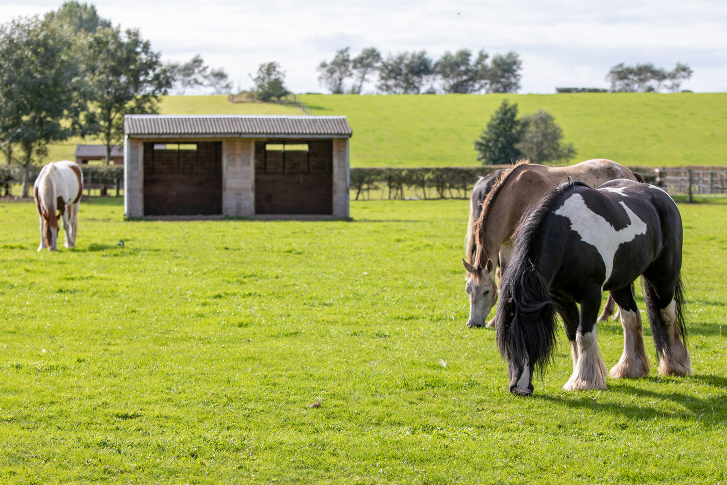 Visit Penny Farm