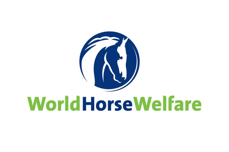 World Horse Welfare welcomes EFRACom’s horse smuggling and equine ID recommendations
