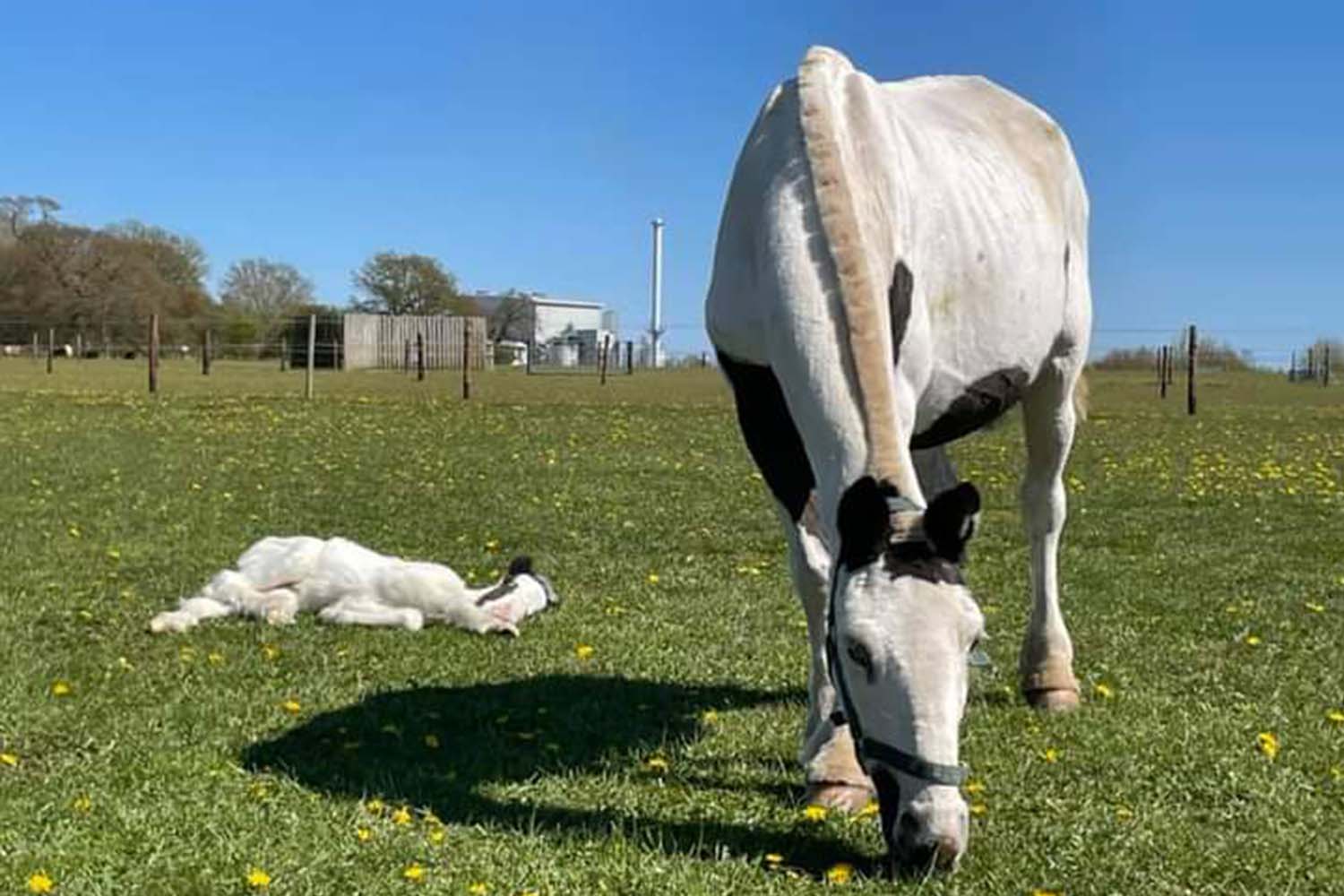 Dedicated team help ‘bag-of-bones’ rescued pony and her foal thrive