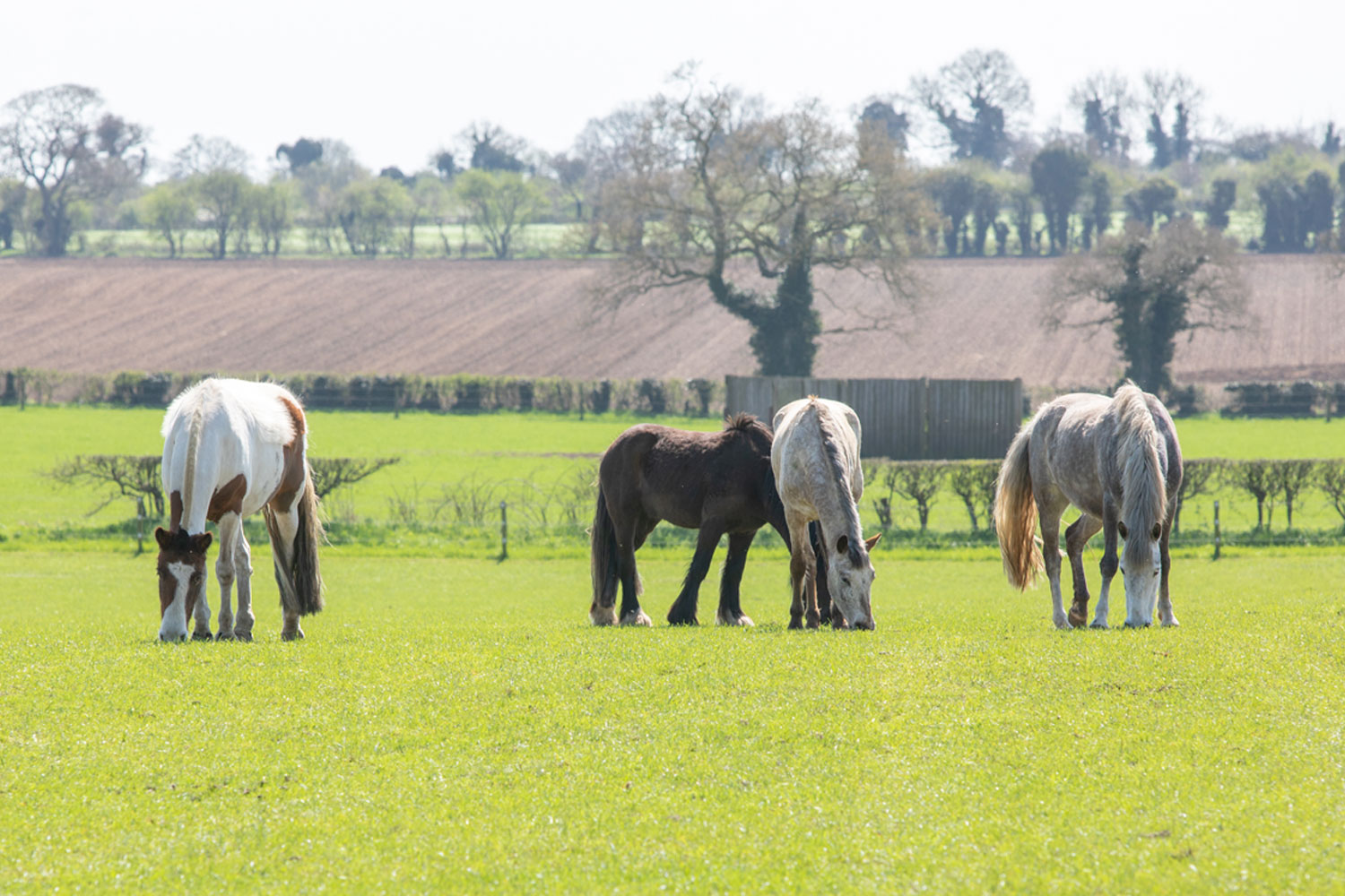 Succession planning for an equestrian business