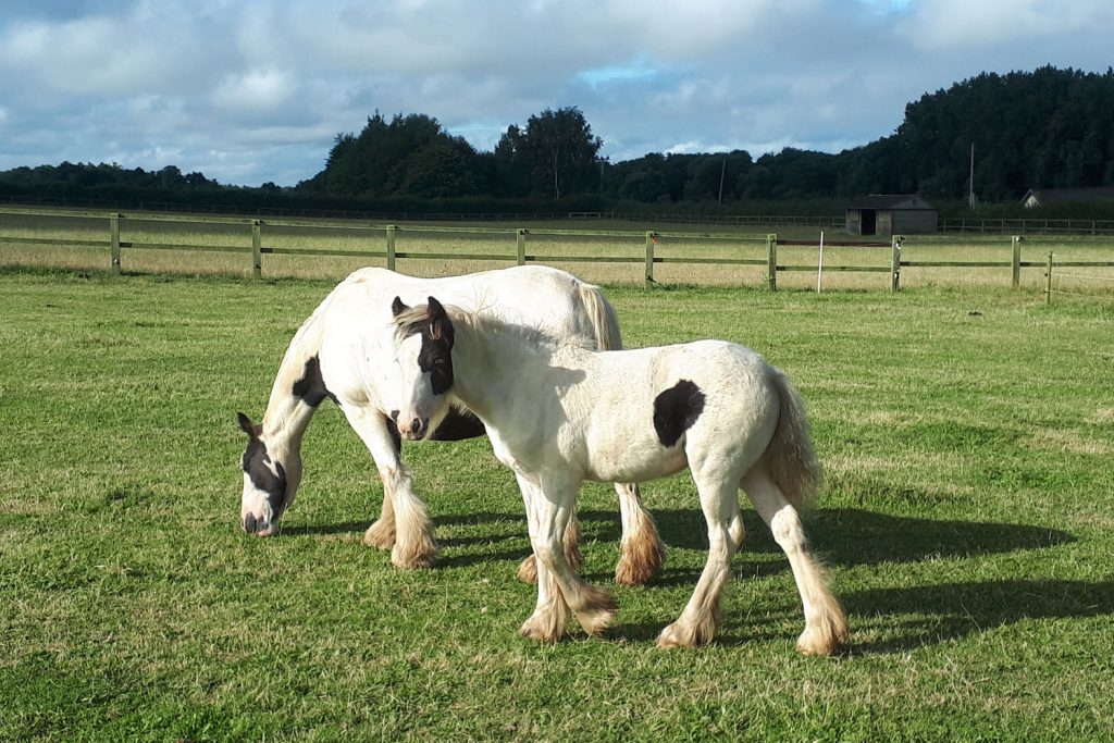 Two piebald ponies in a grassy field