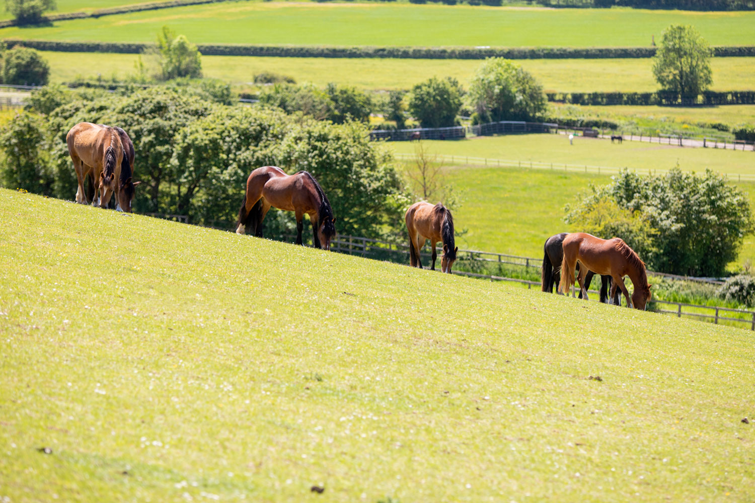 Are you struggling to care for your horse?