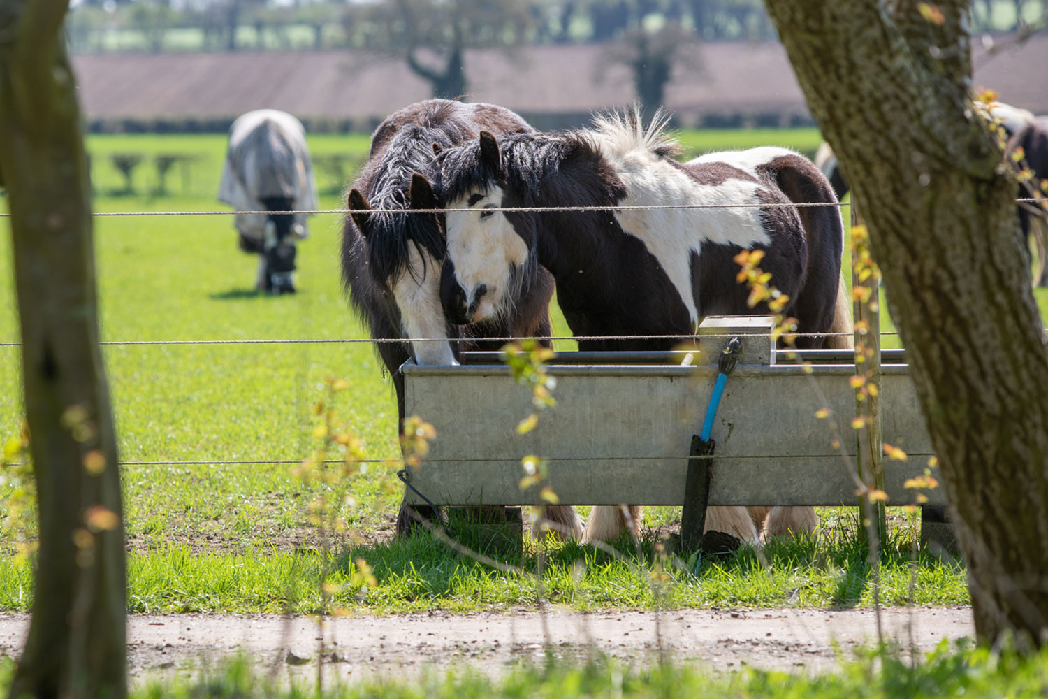 Is a client struggling to care for their horses?