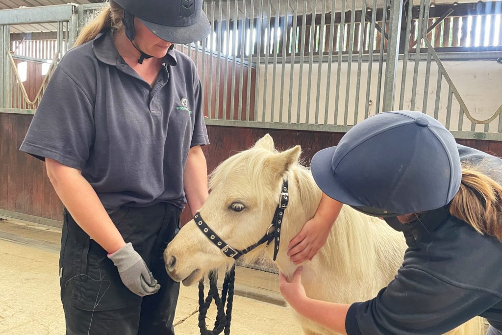 Two World Horse Welfare grooms work with a pony to get them used to injections