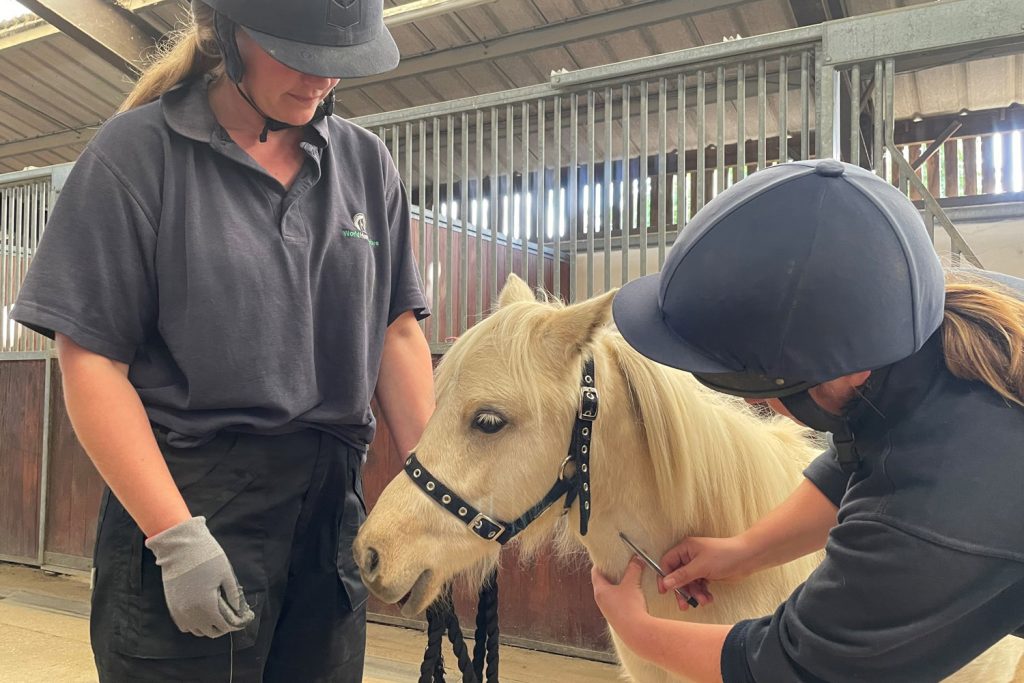 Two World Horse Welfare grooms work with a pony to get them used to injections