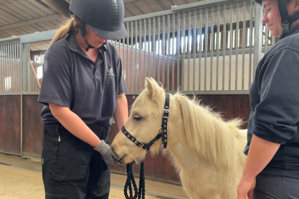 Two World Horse Welfare grooms work with a pony to get them used to injections