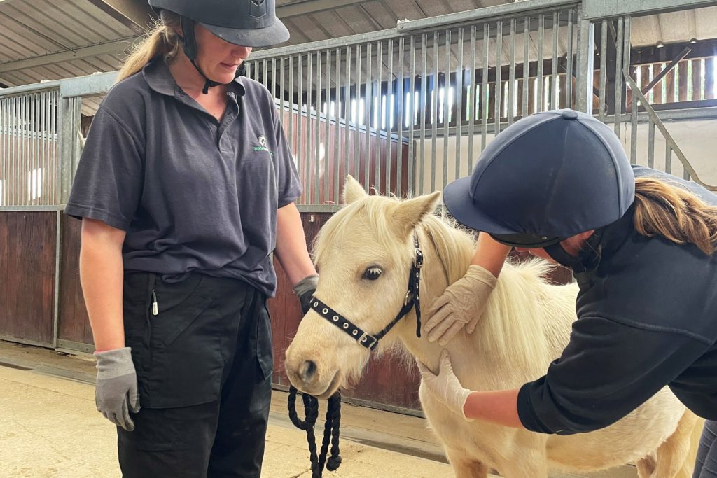 Two World Horse Welfare grooms work with a pony to get them used to injections