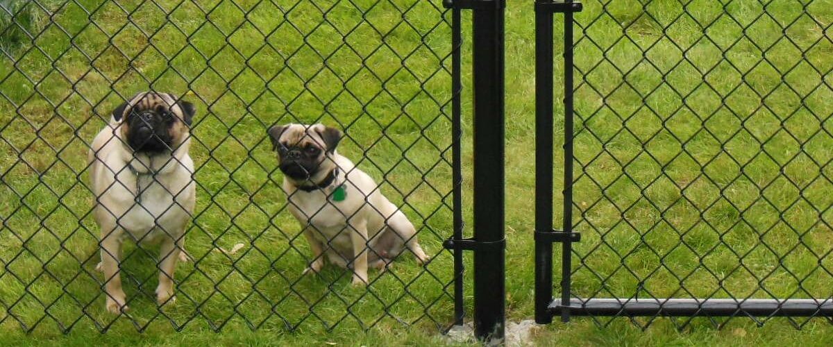 chain link fence for animals