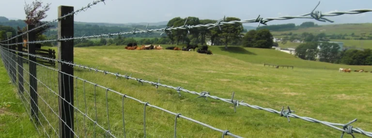 barbed wire