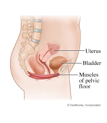 pelvic diagram woman's body