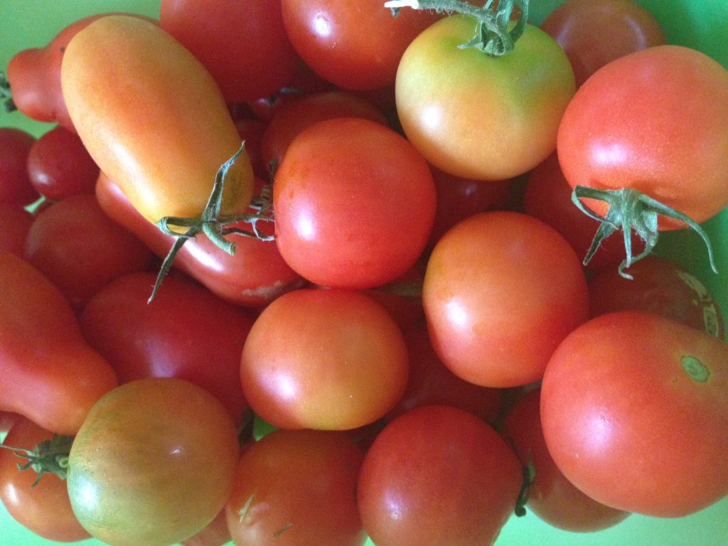 tomatoes from garden
