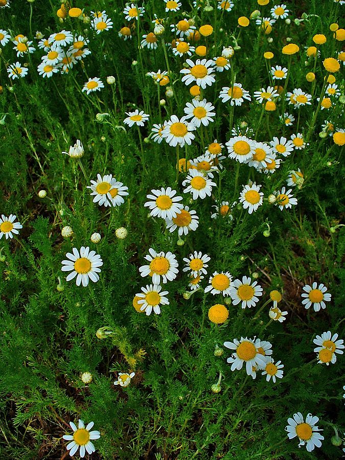 What Chamomile Looks Like Pre-Tea