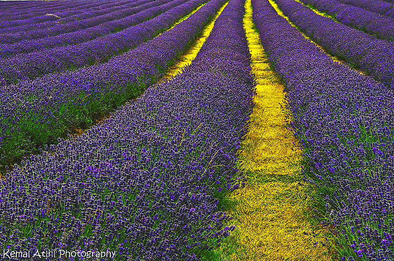 Lavender_Field_Sutton