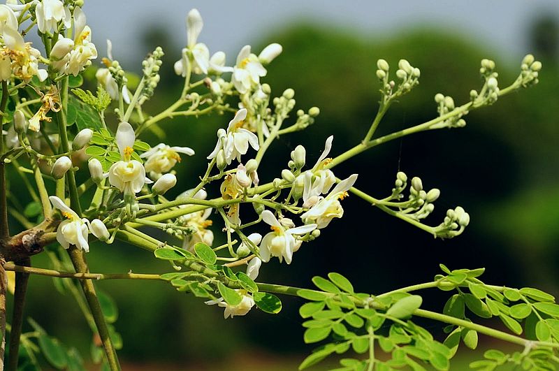 Moringa