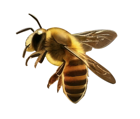 right bee honey goddess