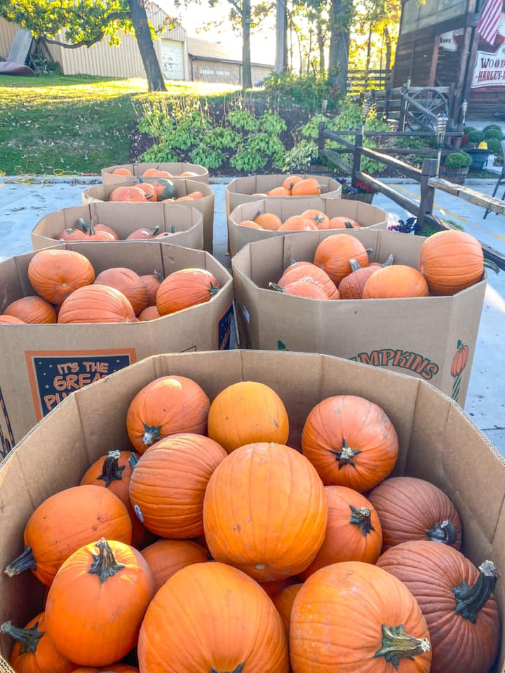 Carved Pumpkin Contest