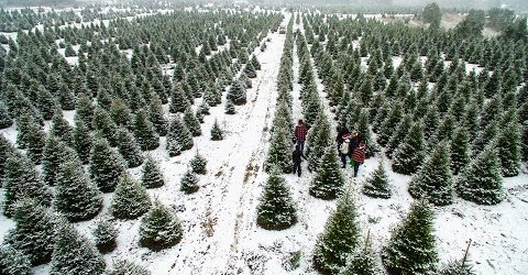 Oney’s Tree Farm