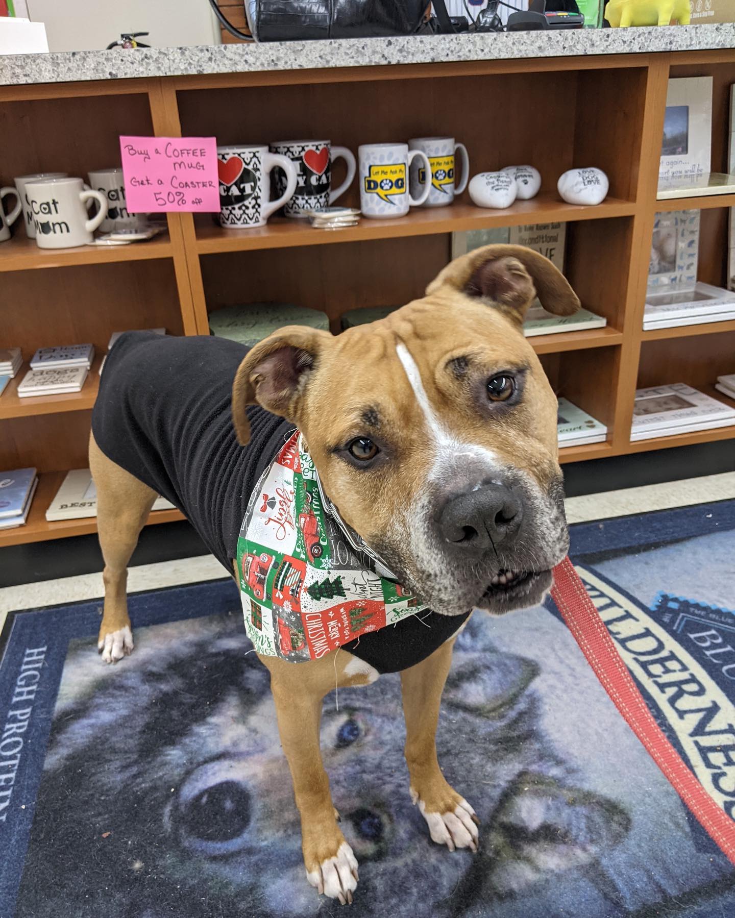 Dog Wash for Charity at Baxter’s