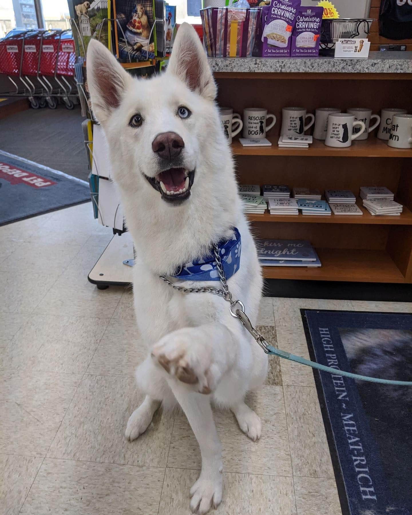 Dog Adoption Event at Baxter’s Pet Depot