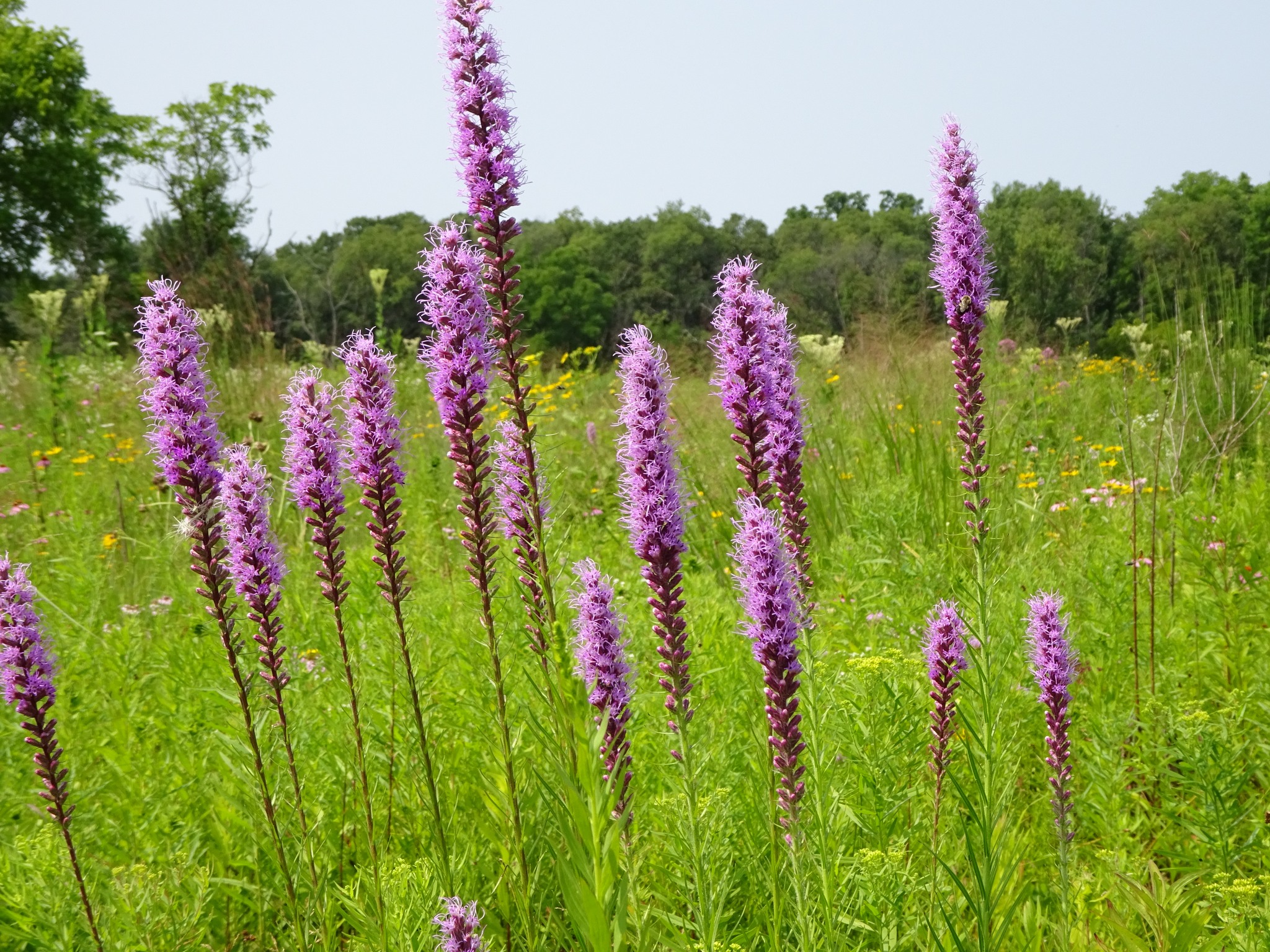 Pollinator Safari