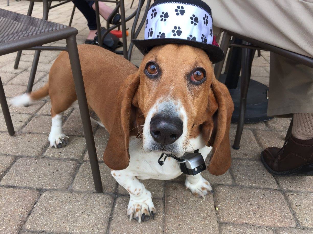 Paws On The Patio