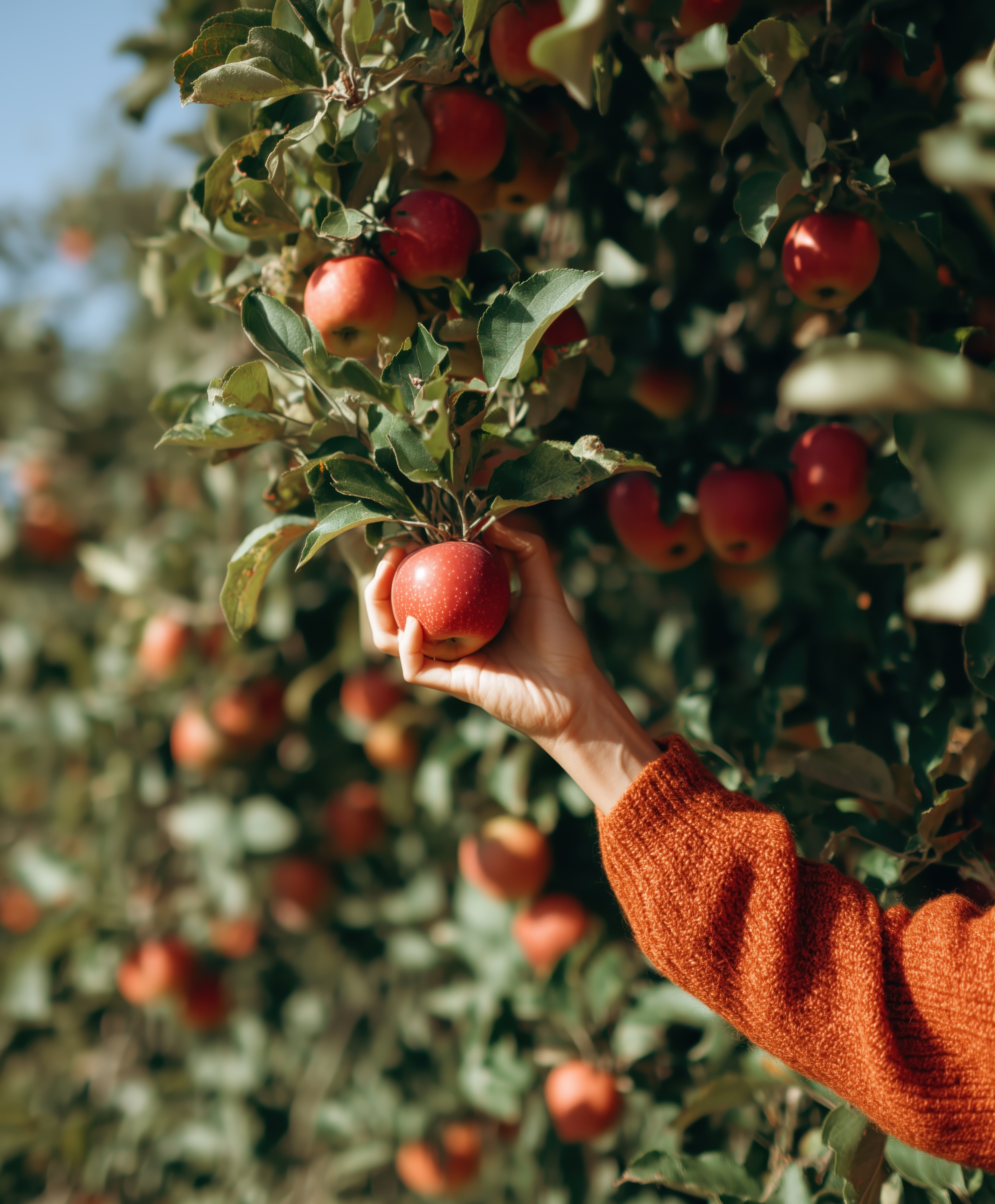 Lang’s Orchard