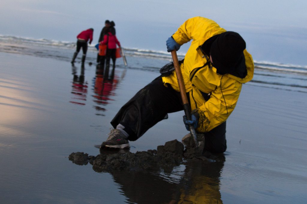 Digging Razor Clams in Washington 