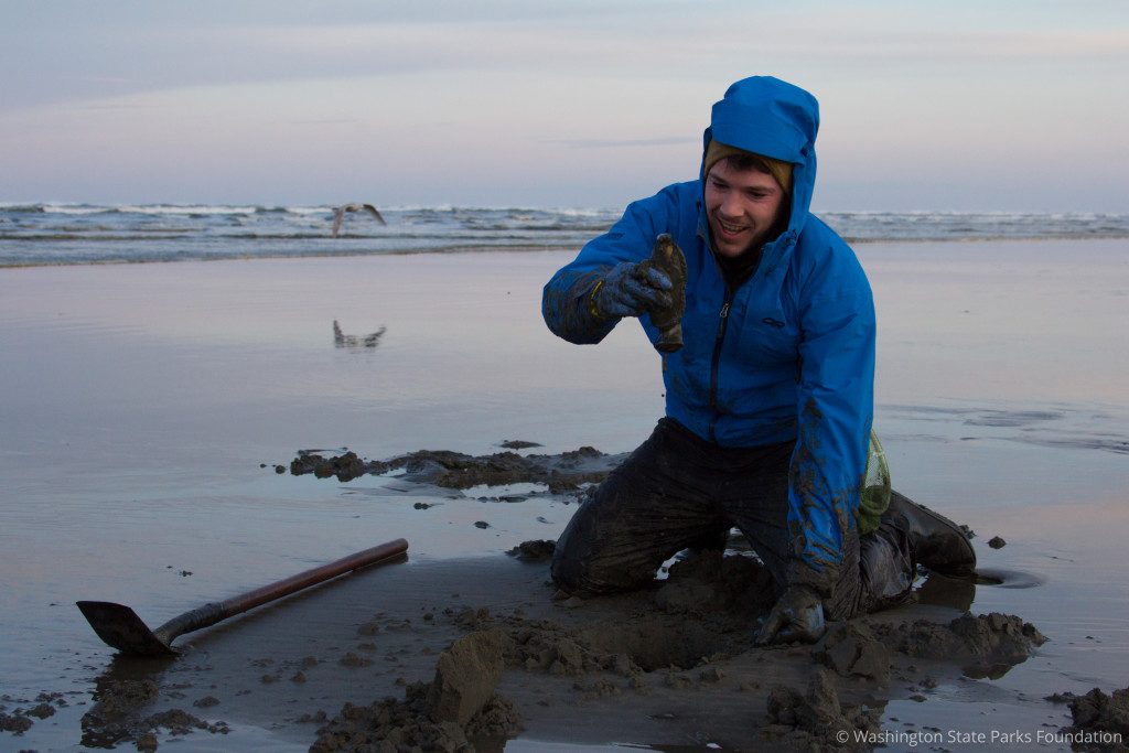 Digging Razor Clams in Washington 